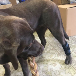a labrador facing back wearing Walkabout Hock Support Brace and some boxes on the background 