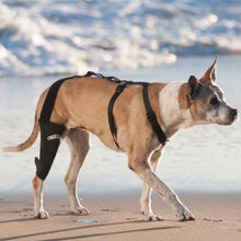 A picture of a brown dog at the beach wearing a The Walkabout Knee Brace
