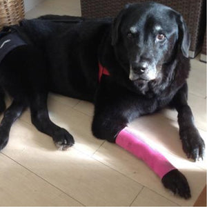 A black labrador laying on the floor wearing a pink Walkabout Compression Sleeve