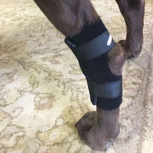 a close up view of a hind leg of a dog wearing Walkabout Hock Support Brace