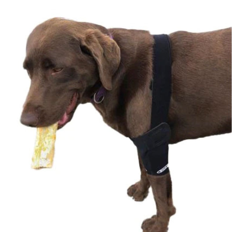 a half picture of a labrador biting a bone in his mouth wearing the Walkabout Elbow Support Brace