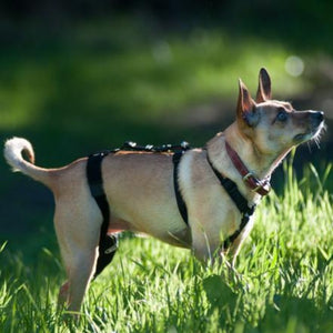 A rat terrier on the grass wearing Walkabout Chest Halter