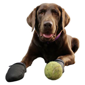 a close up image of a labrador wearing Walkabout JAWZ Traction Booties and a tennis ball