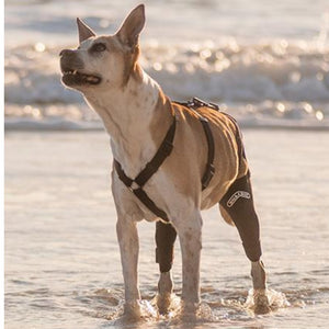 A picture of a dog on the beach wearing Walkabout Double Knee Brace