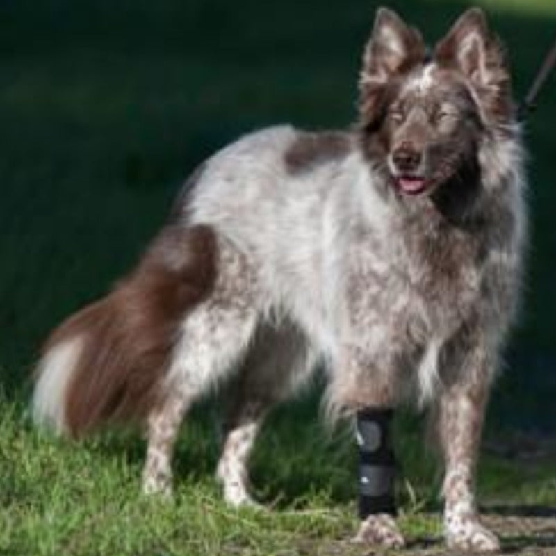 Carpal Support Brace