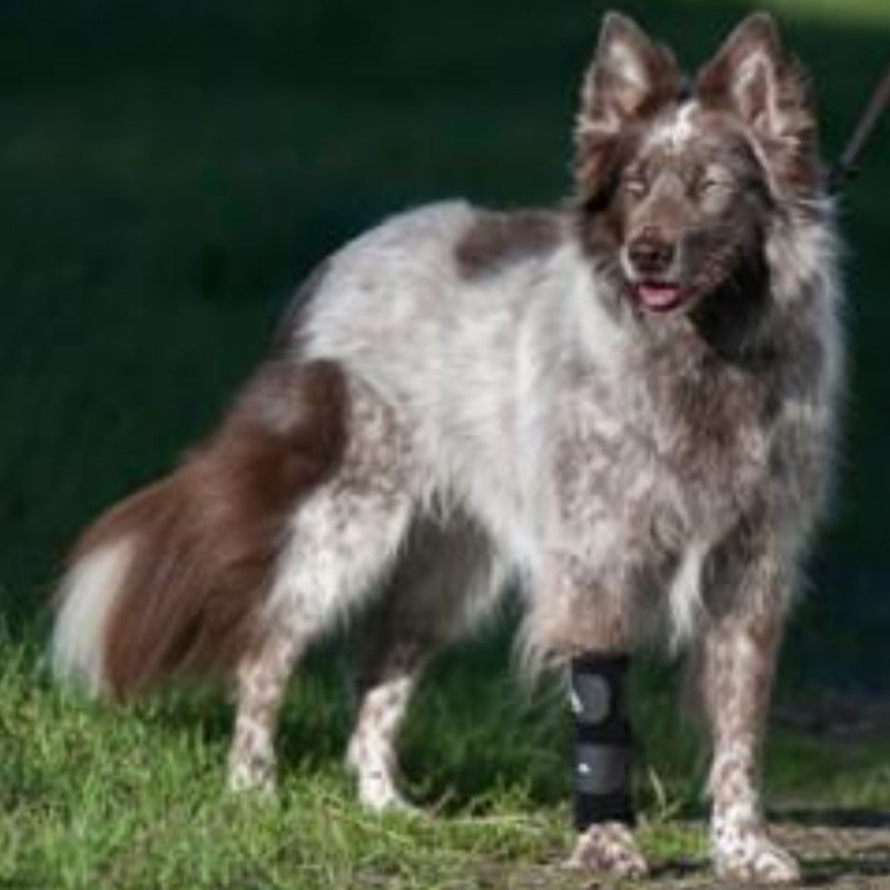 an Australian Shepperd on the grass wearing Walkabout Carpal Support Brace on his right leg