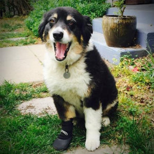 An Australian Shepperd wearing Walkaboots™ Dog Traction Boots outdoor next to a flower pot in the stairs and bushes