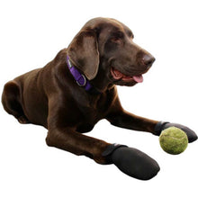 A side view image of a labrador wearing Walkabout JAWZ Traction Booties next to a tennis ball