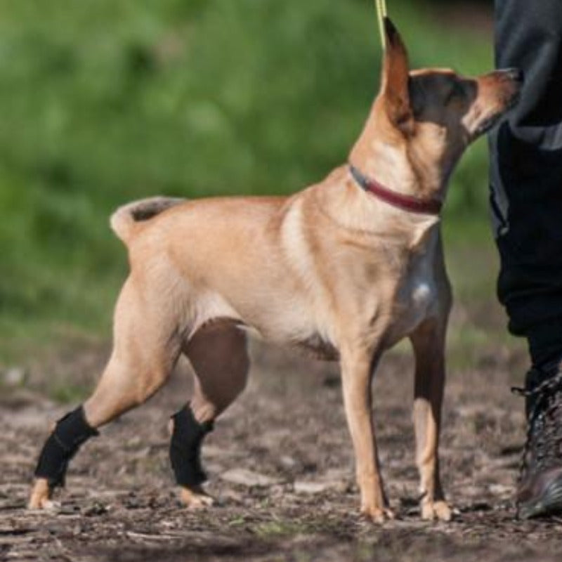 a brown dog standing next to it's owner wearing Walkabout Hock Support Brace