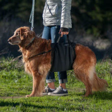 A golden retriever next to a lady being held by a Walkabelly Support Sling outdoor