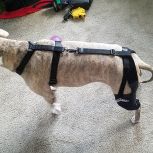 a back view of a dog wearing Walkabout Double Knee Brace 