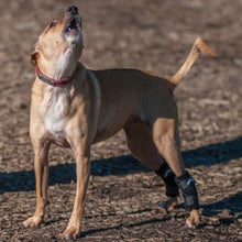 an image of a barking dog wearing a Walkabout Hock Support Brace