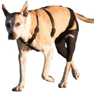 a close up picture of a dog wearing Walkabout Double Knee Brace