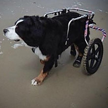A St. Bernard wearing Walkaboots™ Dog Traction Boots on a support wheel walking on the beach