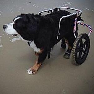 A St. Bernard wearing Walkaboots™ Dog Traction Boots on a support wheel walking on the beach