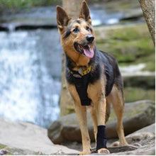 A k9 next to a waterfall wearing Walkabout Carpal Support Brace