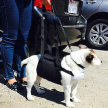 A picture of a lady and her dog being held by Walkabelly Support Sling next to a car