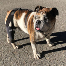 a close up picture of an english bulldog on the street wearing a Walkabout Double Knee Brace