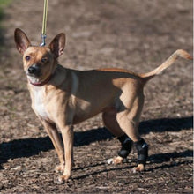 a rat terrier standing still on the ground wearing a Walkabout Hock Support Brace