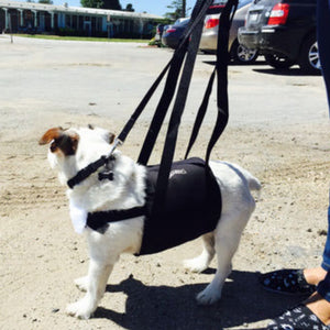 A picture of a dog being held a lady with Walkabelly Support Sling in the carpark next to parked cars 