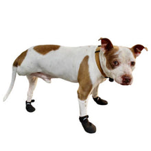 a close up view of an amputee dog wearing Walkabout JAWZ Traction Booties