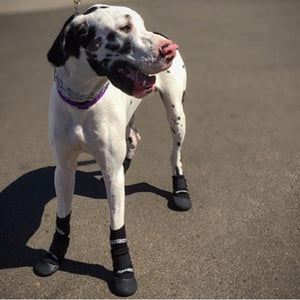 A close up view of a dalmatian  wearing Walkaboots™ Dog Traction Boots