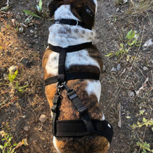 top view of an english bulldog wearing the Walkabout Double Knee Brace and straps on his back