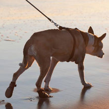 A brown dog walking on the beach wearing Walkaboots™ Dog Traction Boots