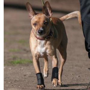 A rat terrier walking on the ground wearing Walkabout Carpal Support Brace next to his owner