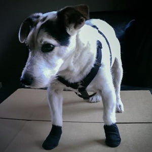 a close up image of jack russel standing on a black couch and a cardboard