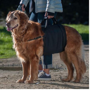 A golden retriever being held by a lady with Walkabelly Support Sling outdoors