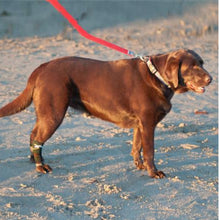 A brown labrador standing on the sands wearing a Camo Walkabout Compression Sleeve on the red leash