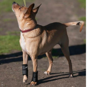 A rat terrier looking up to his owner wearing Walkabout Carpal Support Brace
