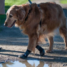 A golden retriever walking next to a puddle wearing Walkaboots™ Dog Traction Boots