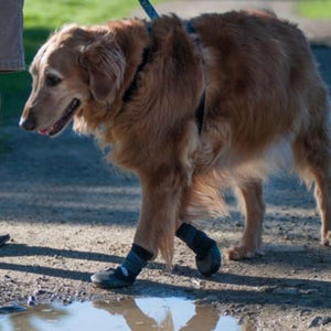 A golden retriever walking next to a puddle wearing Walkaboots™ Dog Traction Boots