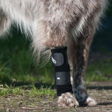 A close up image of a leg of a dog wearing Walkabout Carpal Support Brace