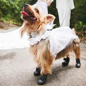 A close up picture of a yorkie on his wedding costume wearing Walkaboots™ Dog Traction Boots next to the bride and groom