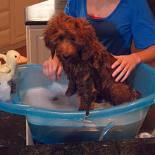 a close up image of a dog getting bathe on a Pup-Tub with his toy duck