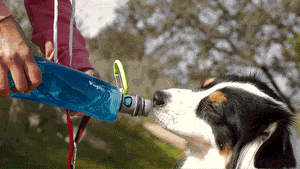 an live image of a man holding a portable dog water bottle and letting his dog drink on it 