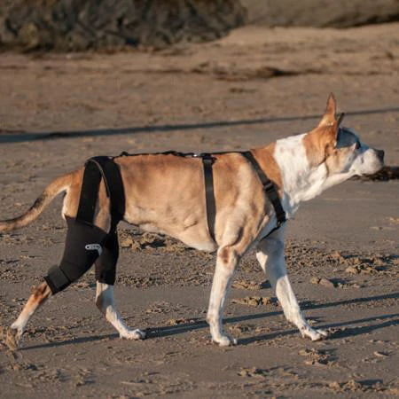 A brown dog walking at the beach wearing The Walkabout Knee Brace