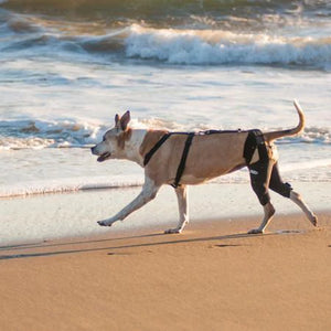 a brown dog running towards the beach waves wearing The Walkabout Knee Brace