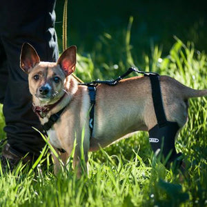 A close up picture of a chihuahua wearing a The Walkabout Knee Brace on the grass next to a leg of a man