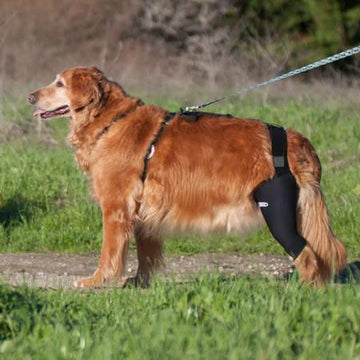 A golden retriever wearing The Walkabout Knee Brace outdoor walking on the grass