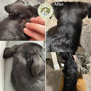 a before and after effect of using a dog supplement